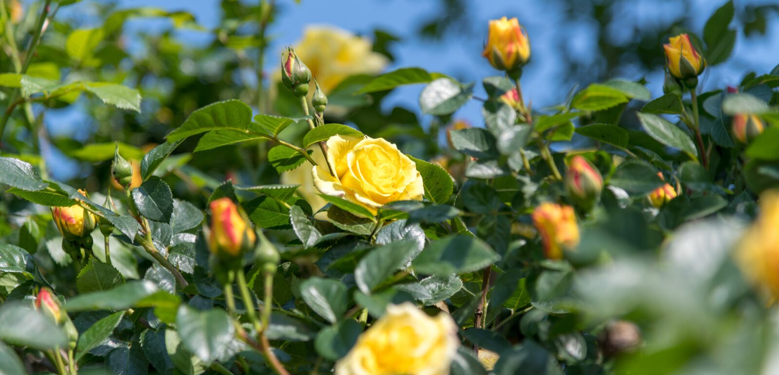 Nikon D850 sample photo. Rose, flower, shrub photography