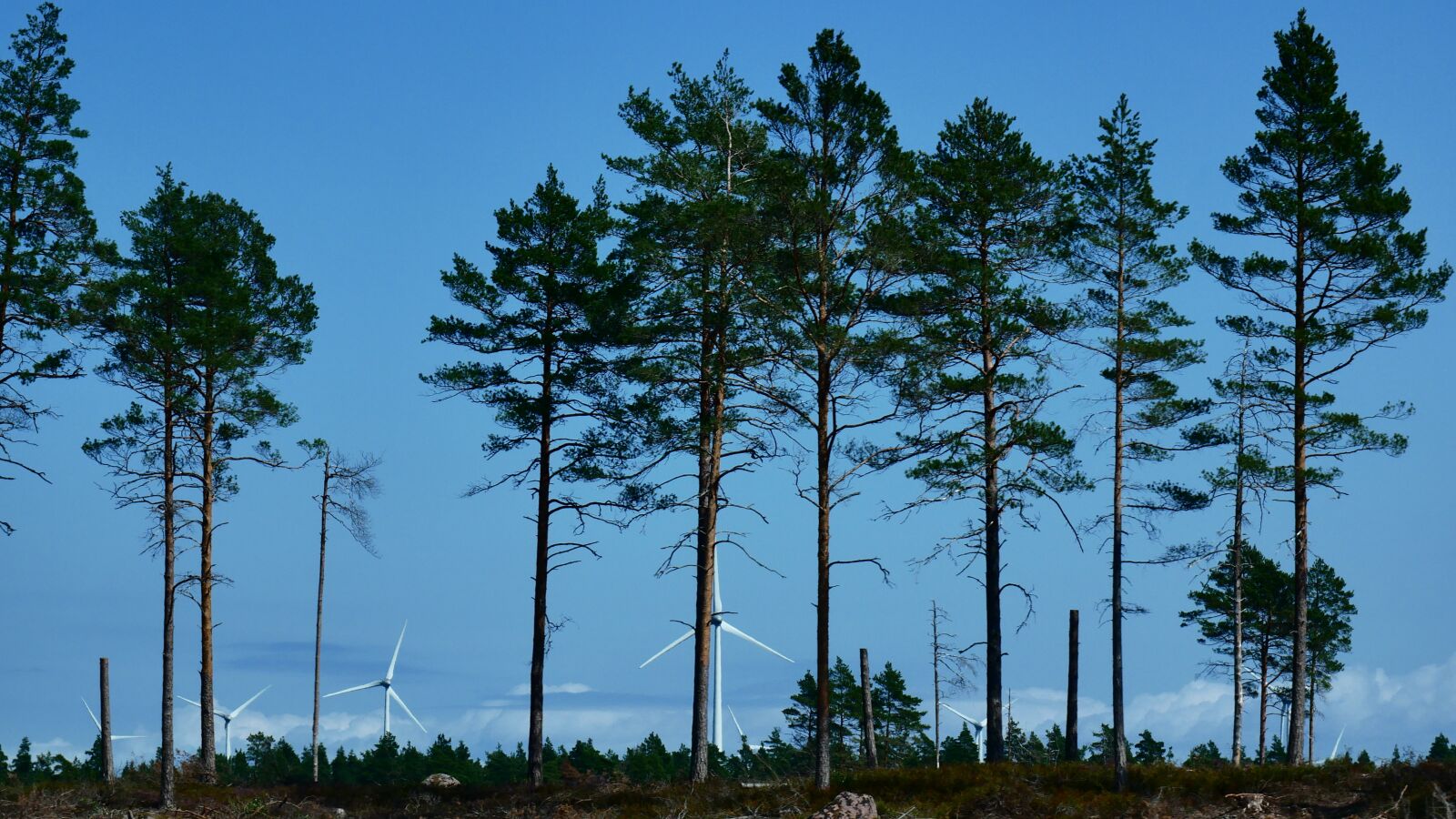 Panasonic Lumix DMC-G85 (Lumix DMC-G80) sample photo. Wind, wind turbine, nature photography