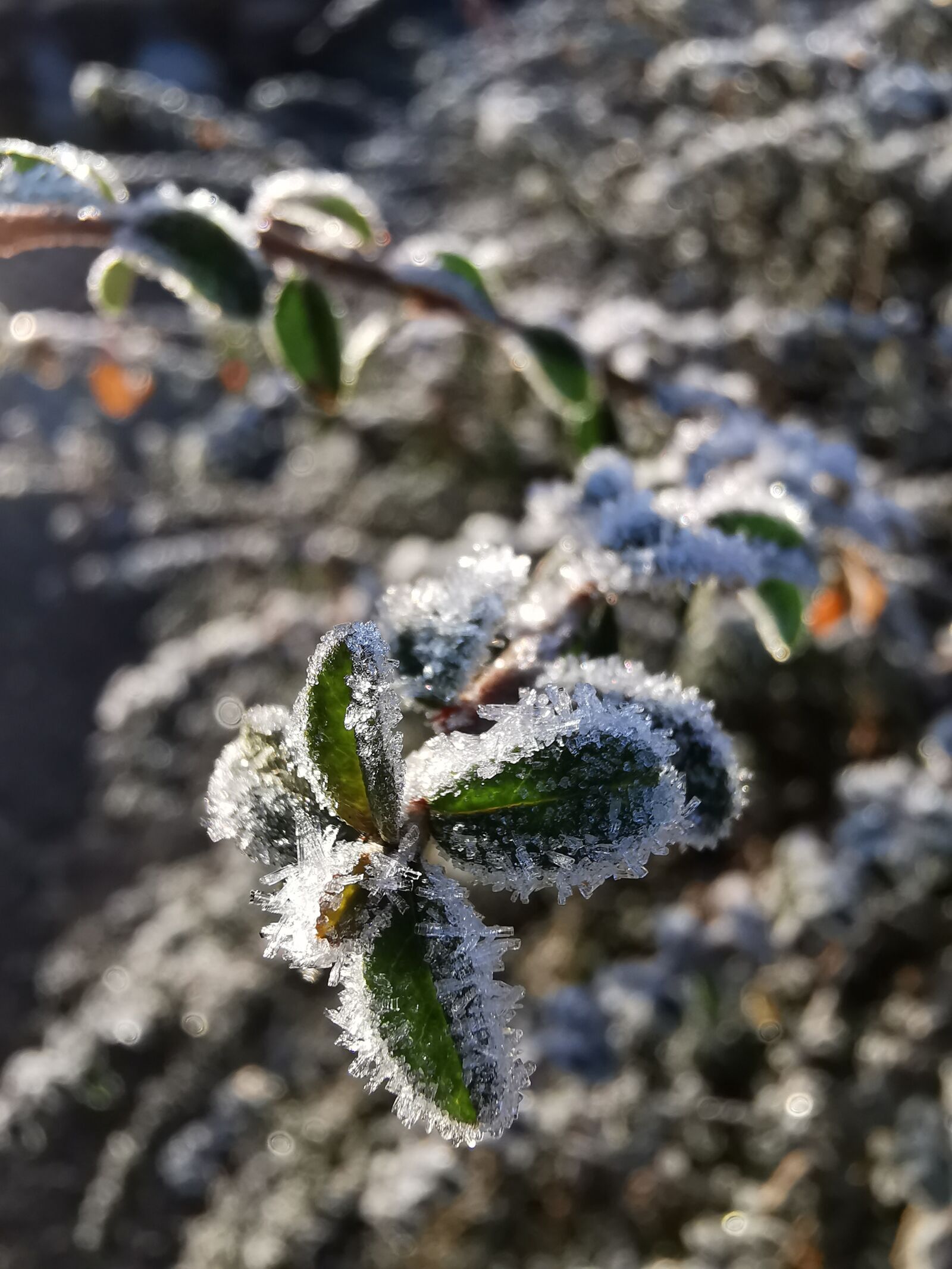 HUAWEI P30 Pro sample photo. Frosty leaves, winter, macro photography