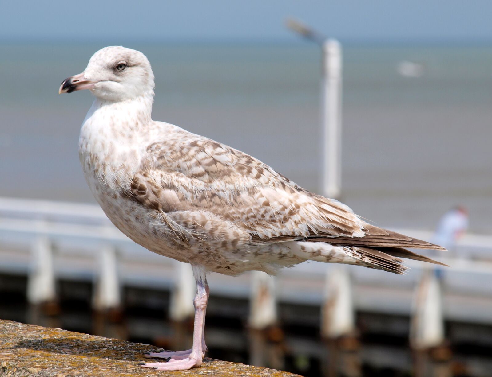 Olympus E-520 (EVOLT E-520) sample photo. Seagulls, port, north sea photography