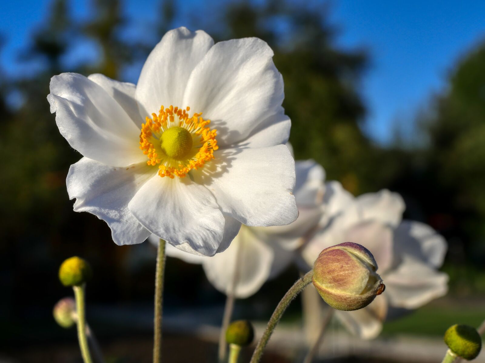 Panasonic Lumix DMC-GX8 sample photo. Flowers, flowers are in photography