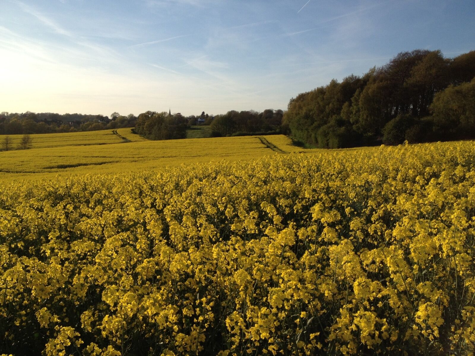 iPhone 4S back camera 4.28mm f/2.4 sample photo. Rapeseed, field, sunshine photography