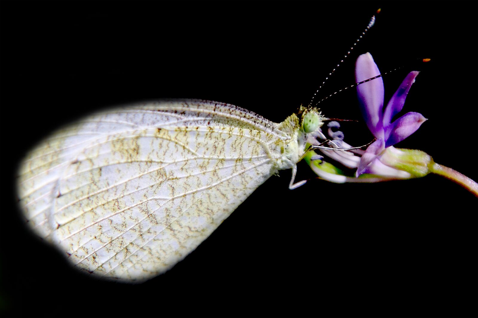 Canon EOS 80D sample photo. The butterfly, butterfly, purple photography