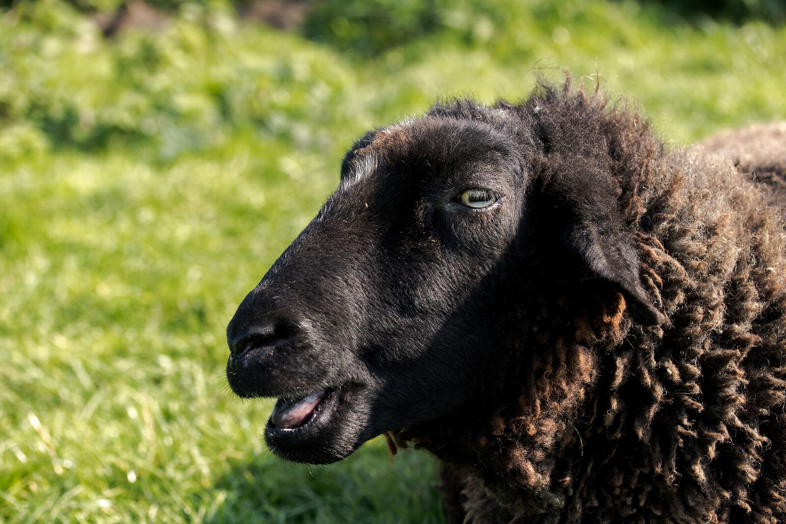 Canon EF-S 60mm F2.8 Macro USM sample photo. Sheep, black sheep, head photography