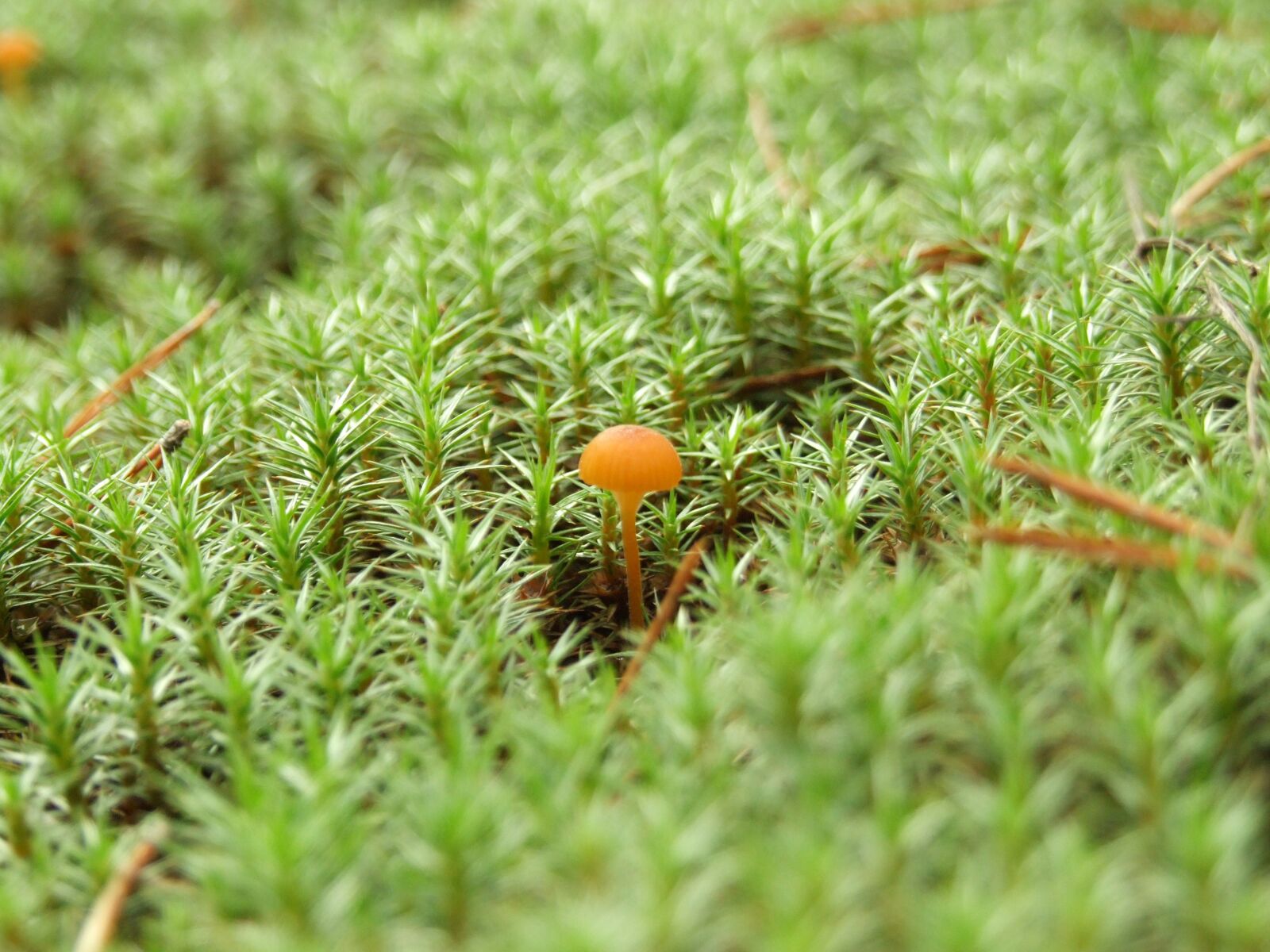 Fujifilm FinePix S9500 sample photo. Nature, mushroom, moss photography