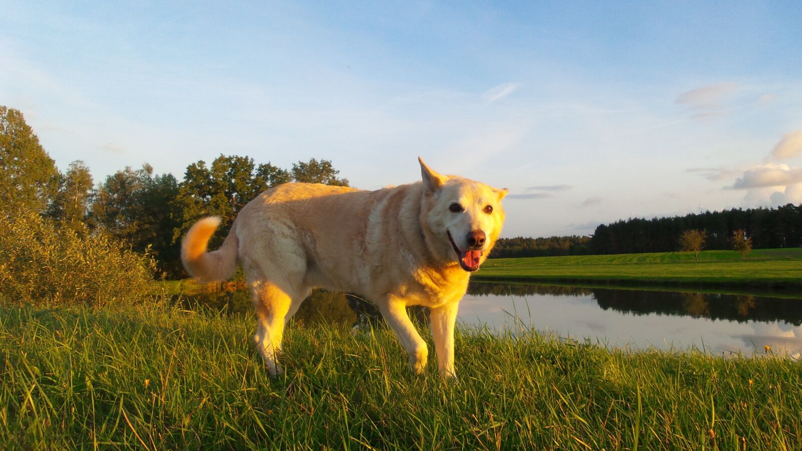 Samsung Galaxy S4 Zoom sample photo. Dog, hybrid, white photography
