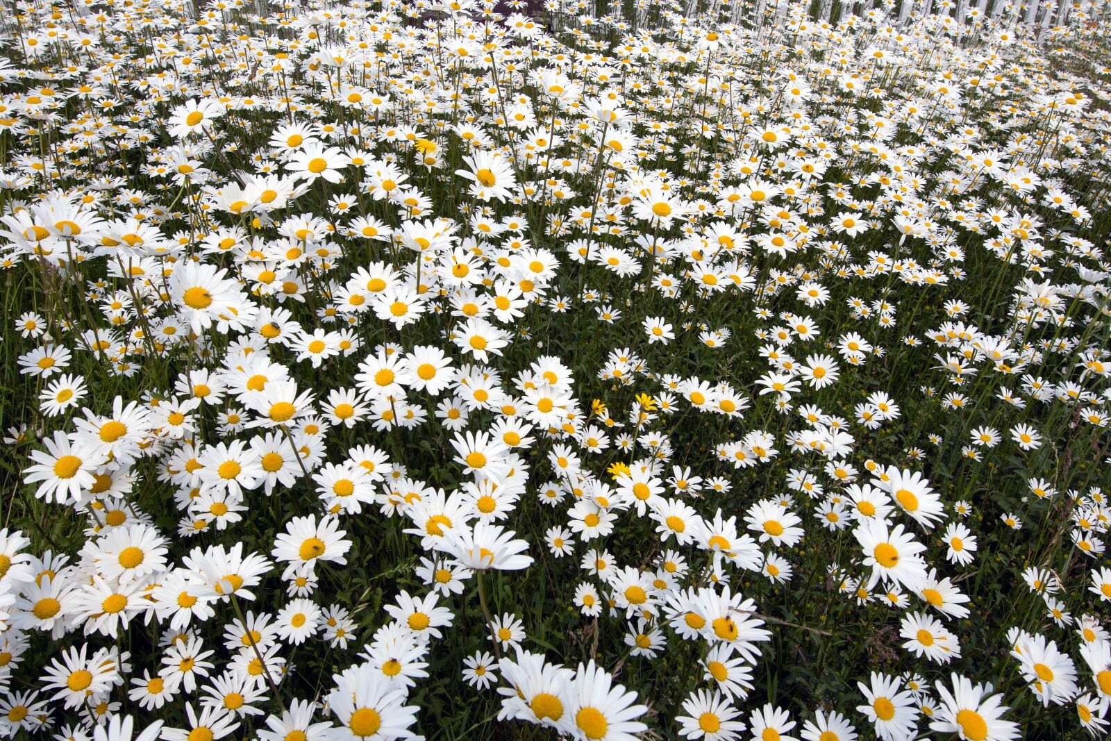 Nikon D500 sample photo. Daisies, flowers, spring photography