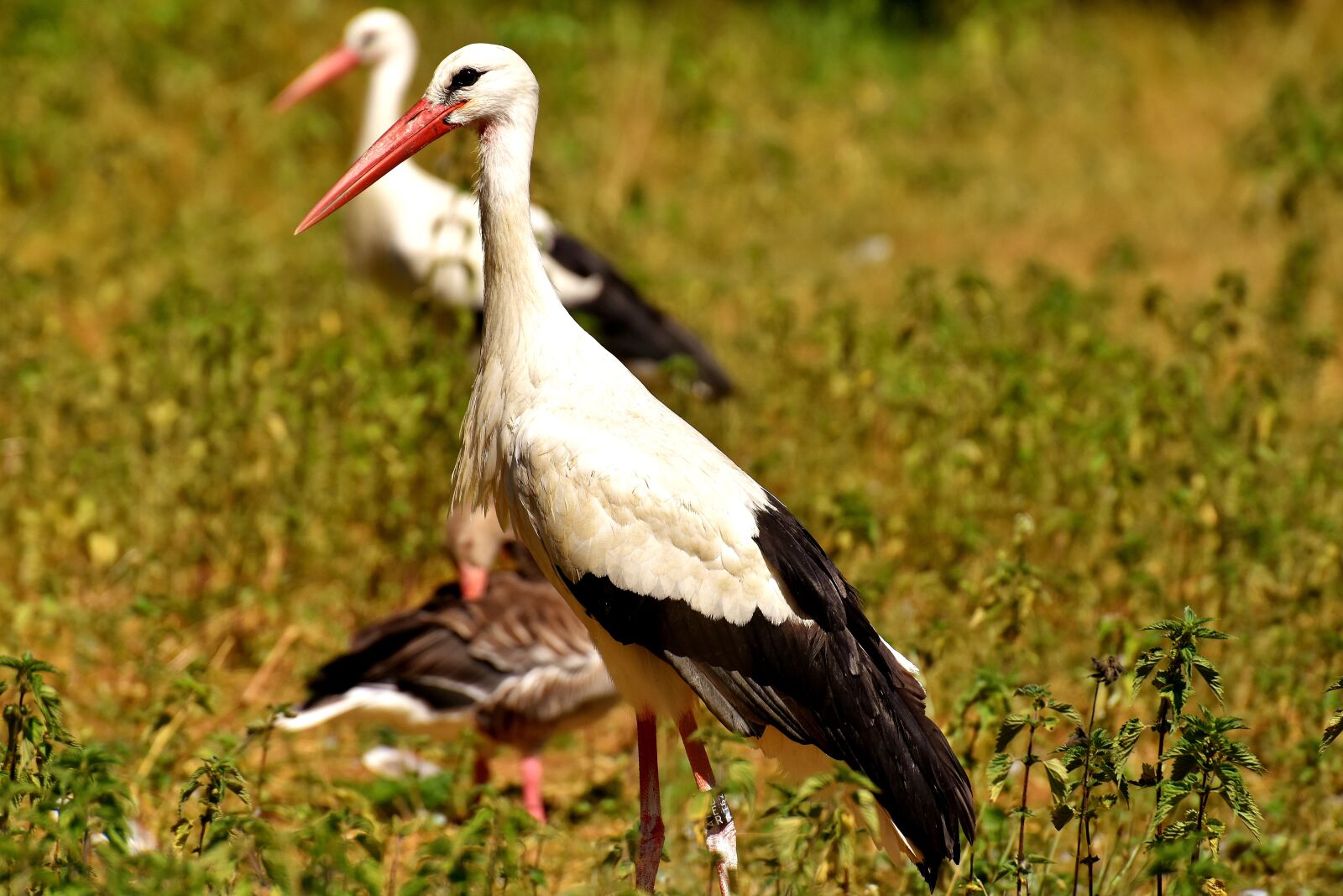 Nikon D7200 sample photo. Stork, bird, white stork photography