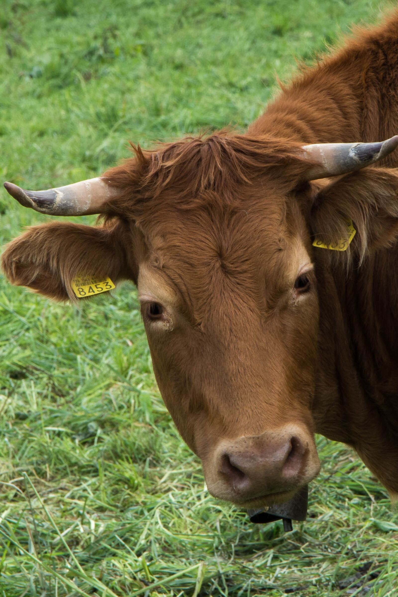Nikon D7200 sample photo. Cow, animals, cattle photography