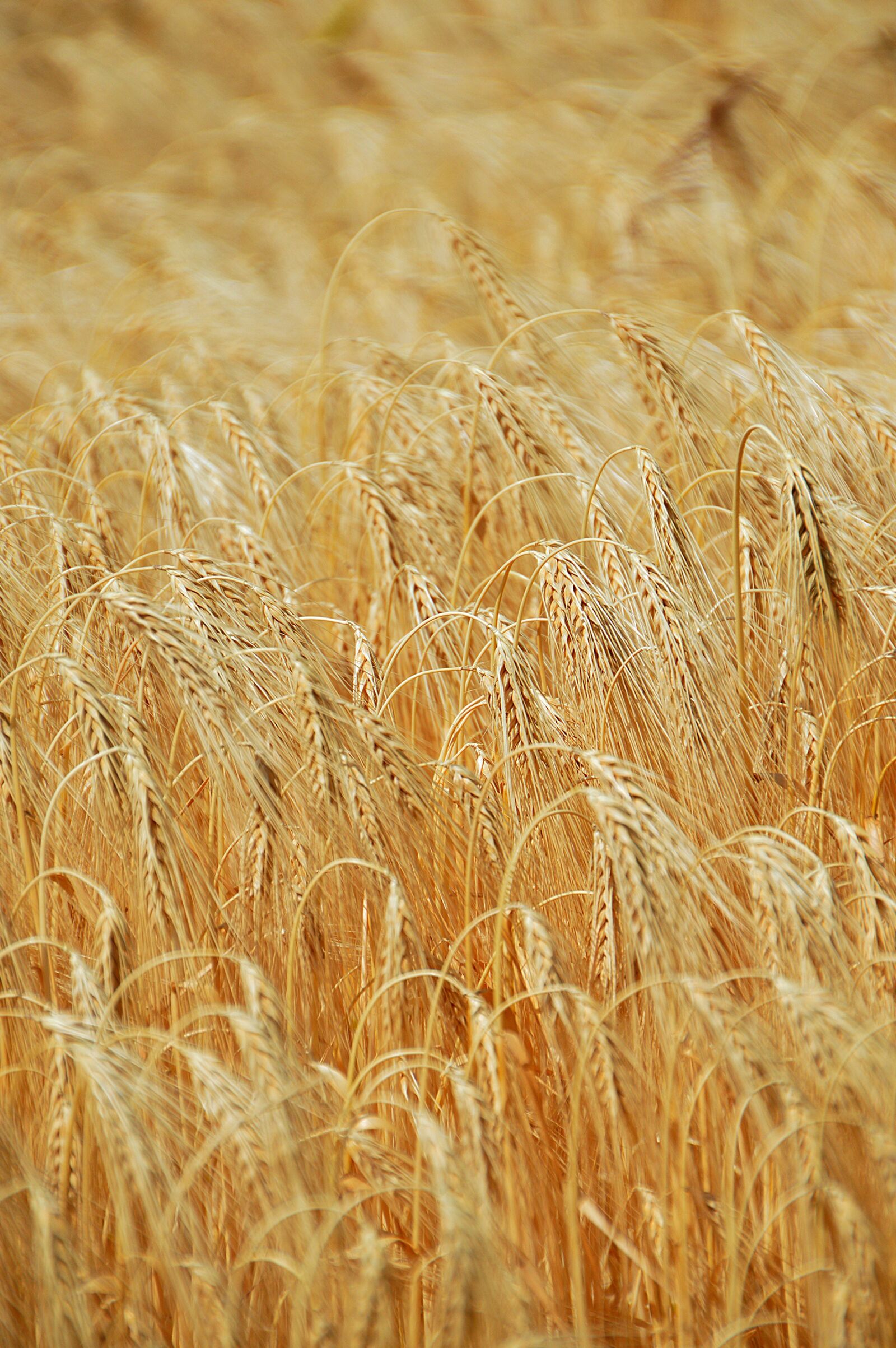 Nikon D3200 sample photo. Wheat, summer, grain photography