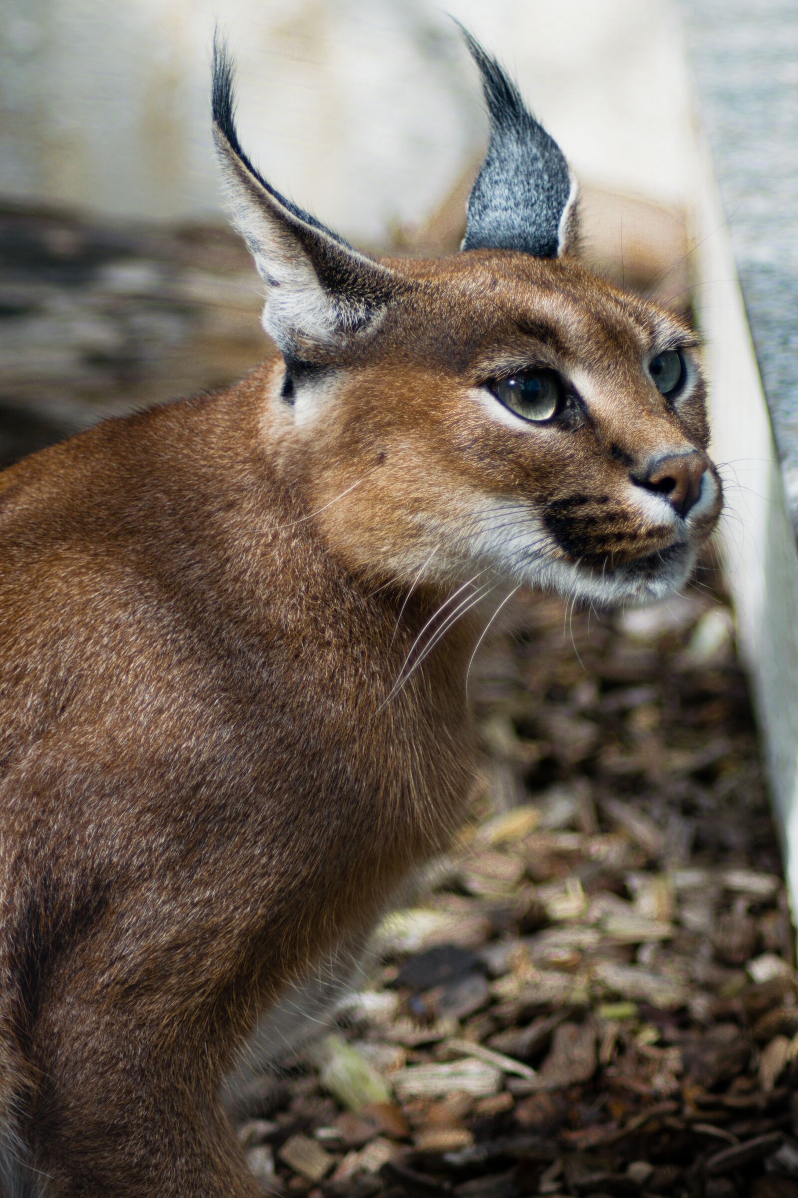 Nikon D5300 sample photo. Desert lynx, karakal, caracal photography