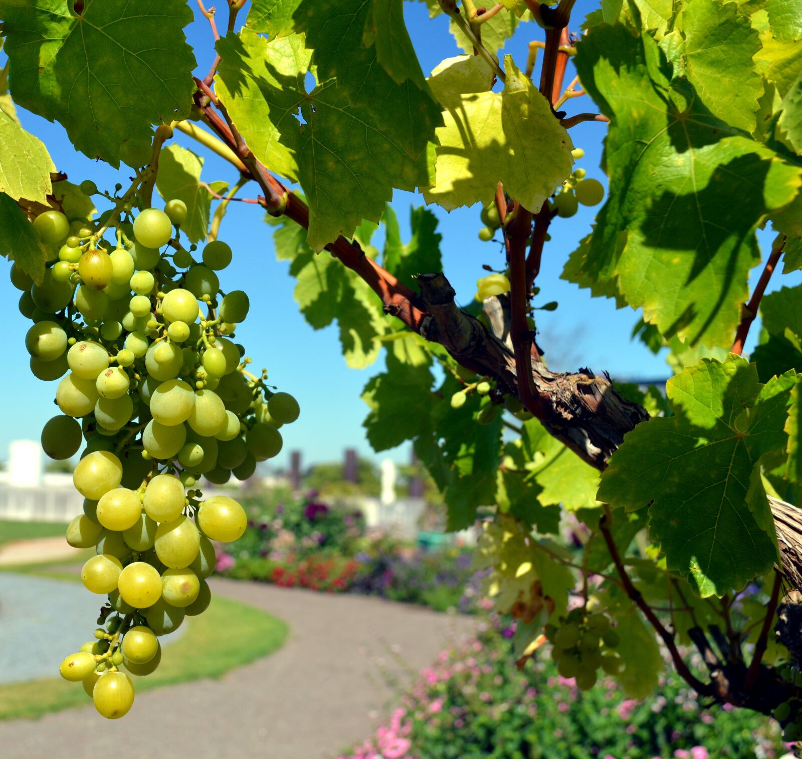 Nikon D3200 sample photo. Grapes, vine, wine photography
