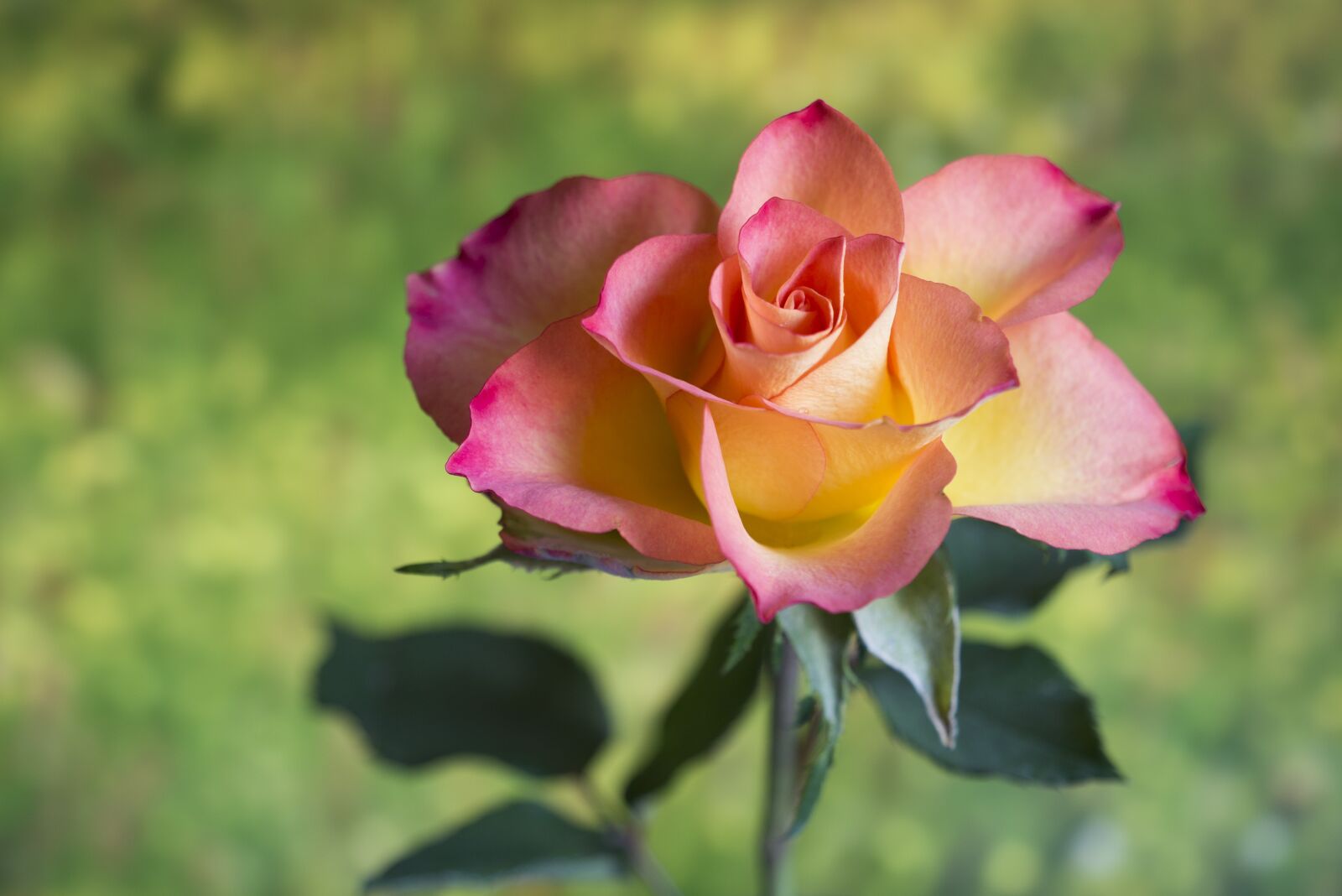 LEICA DG 12-60/F2.8-4.0 sample photo. Flower, nature, plant photography