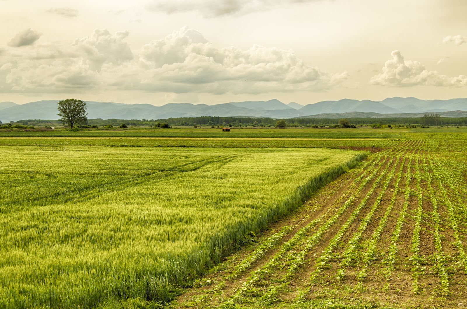 Nikon D5100 sample photo. Spring, crops, green photography