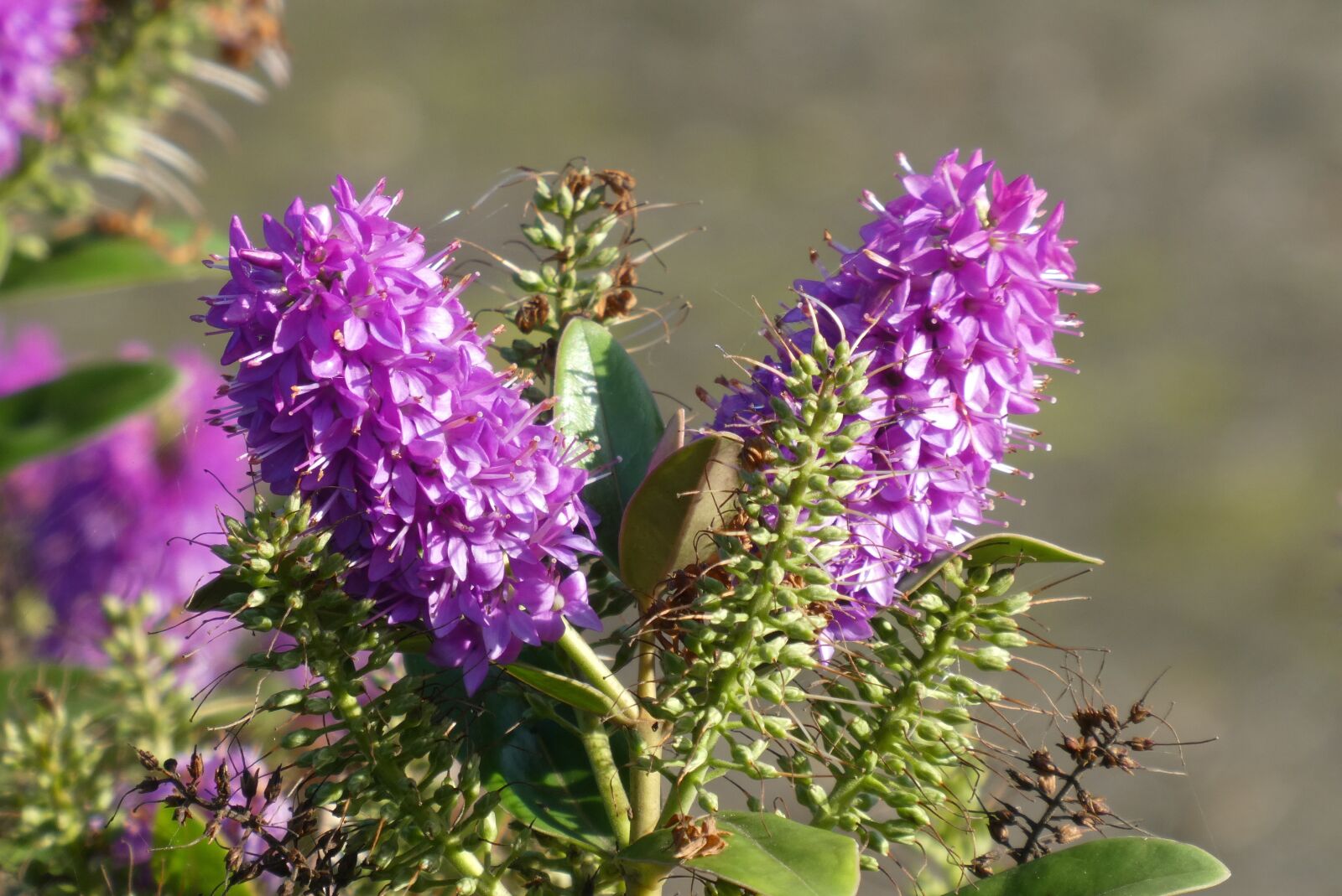 Panasonic Lumix DC-ZS70 (Lumix DC-TZ90) sample photo. Purple flowers, bloom, bush photography