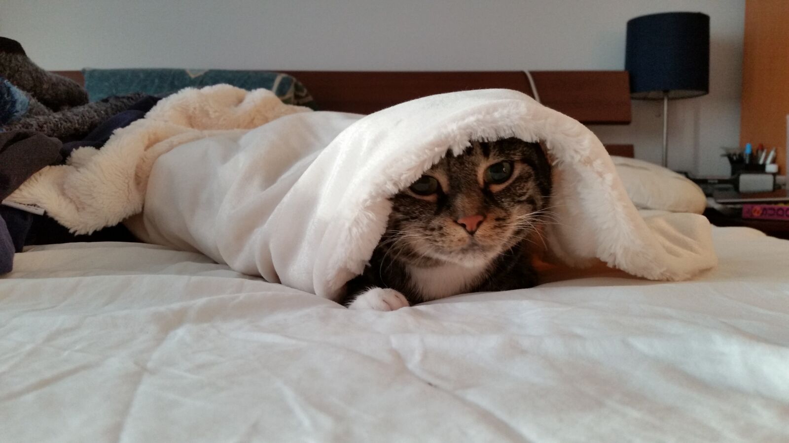 Samsung Galaxy S5 sample photo. Cat, blanket, bed photography