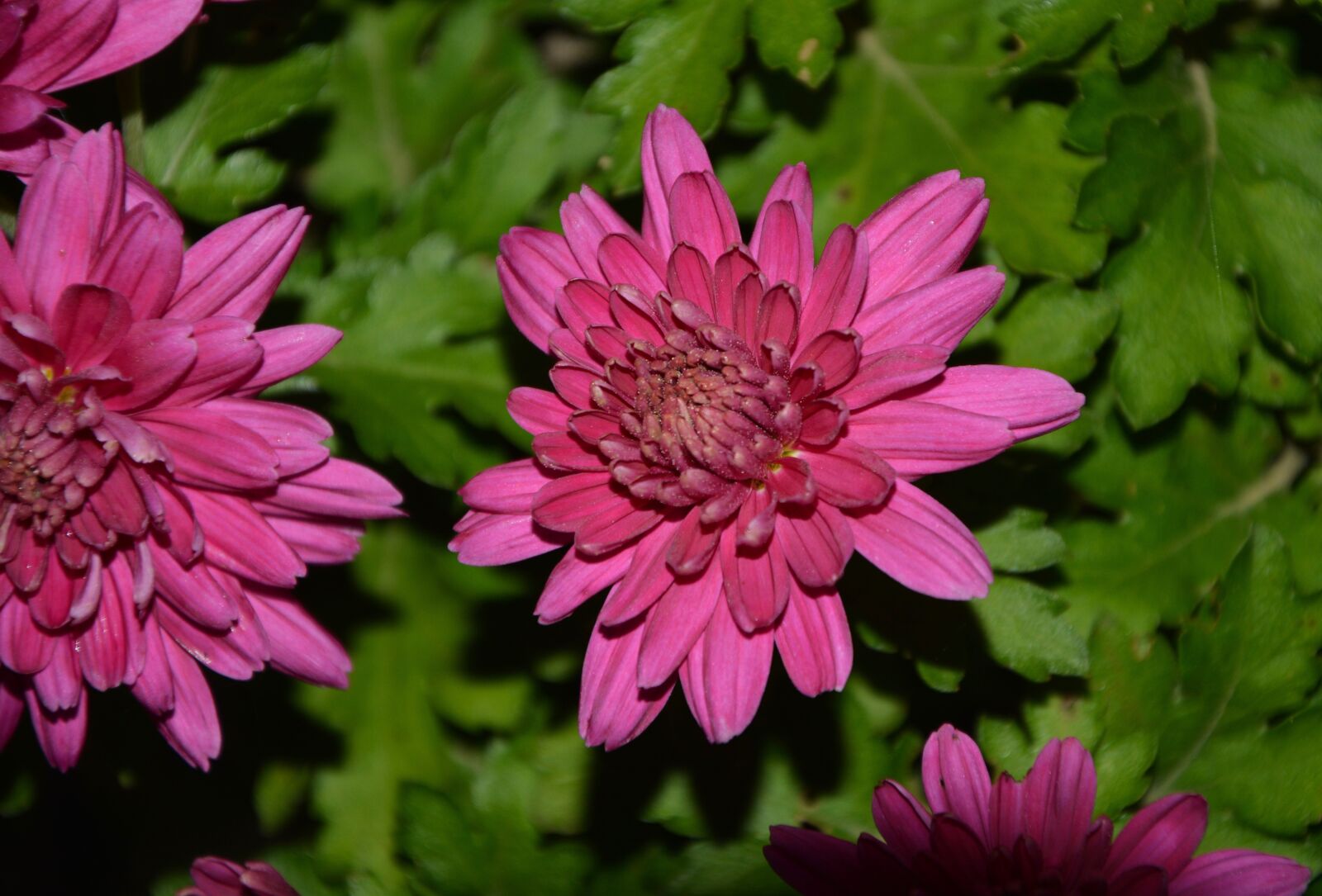 Nikon D5200 sample photo. Flower, flowers, dahlia bright photography