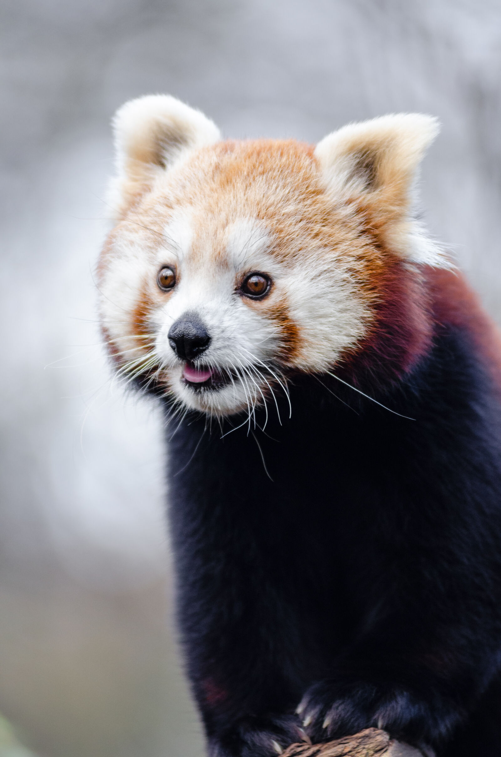 AF Zoom-Nikkor 80-200mm f/2.8 ED sample photo