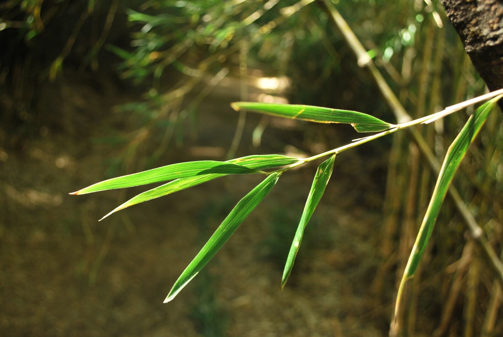 Nikon D60 sample photo. Nature, bamboo, plants photography