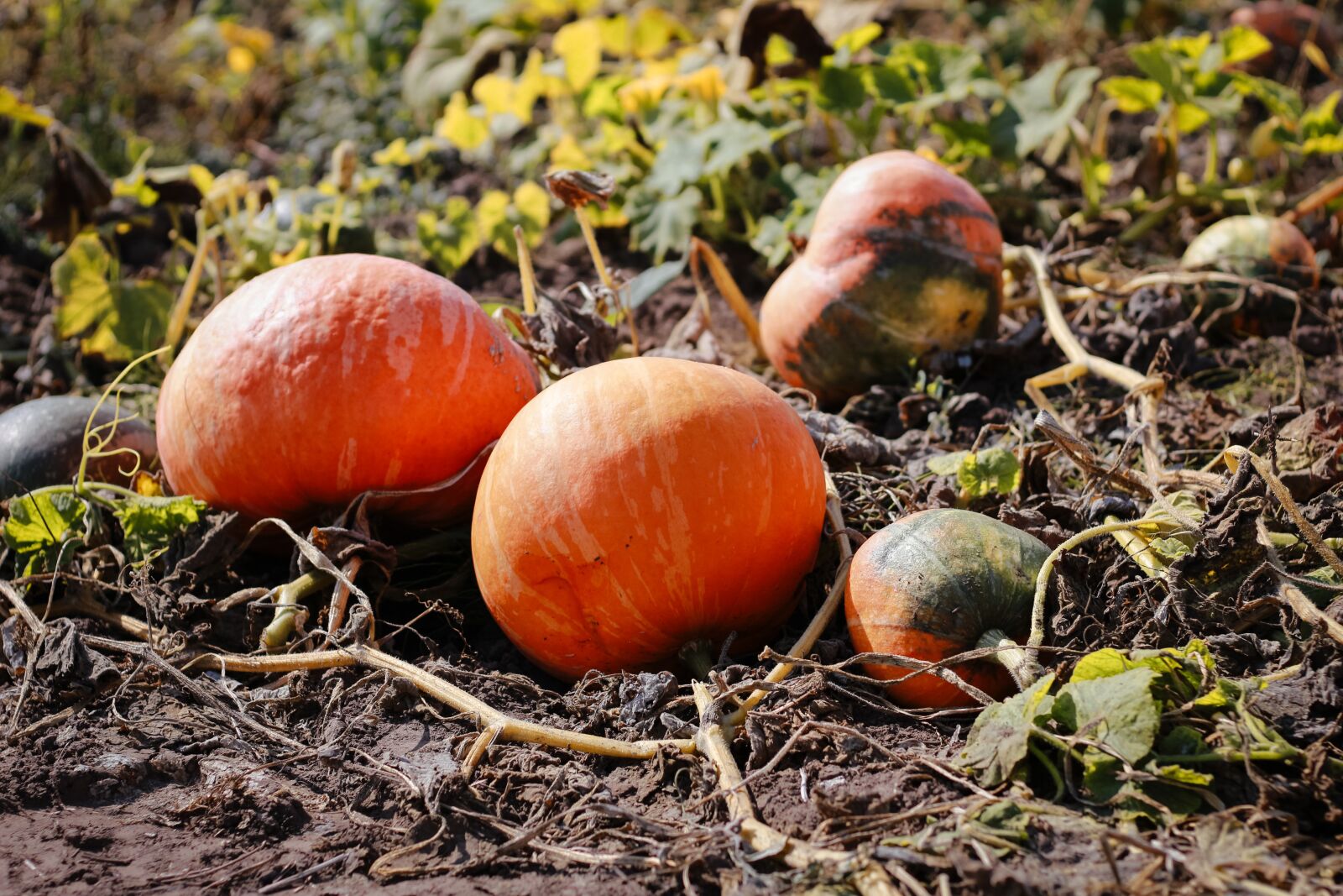 Canon EOS 100D (EOS Rebel SL1 / EOS Kiss X7) sample photo. Pumpkin, field, autumn photography