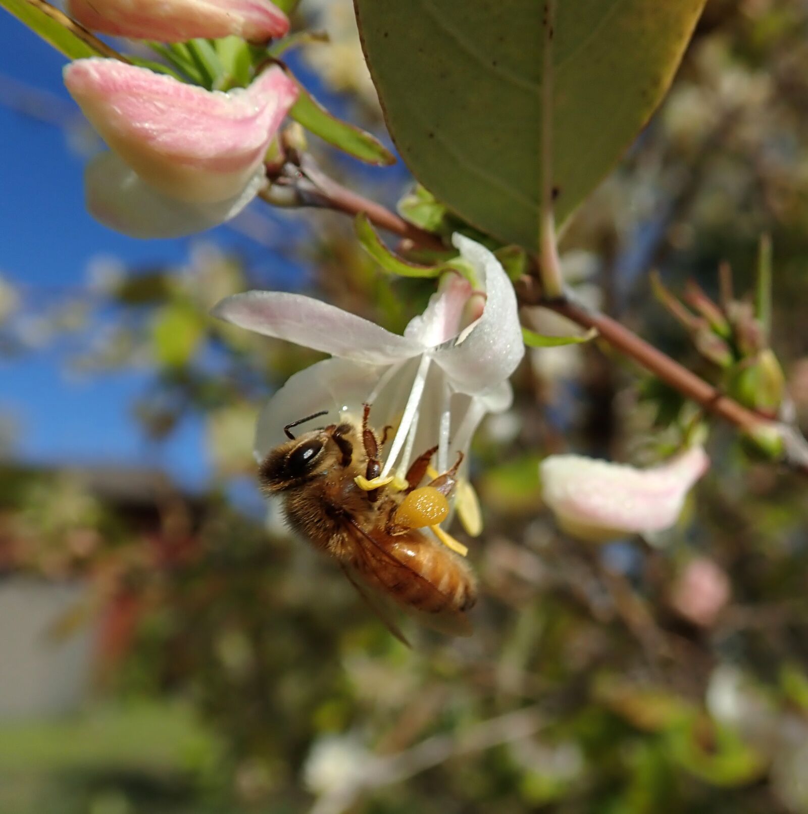 Olympus TG-5 sample photo. Bee, insect, pollen photography
