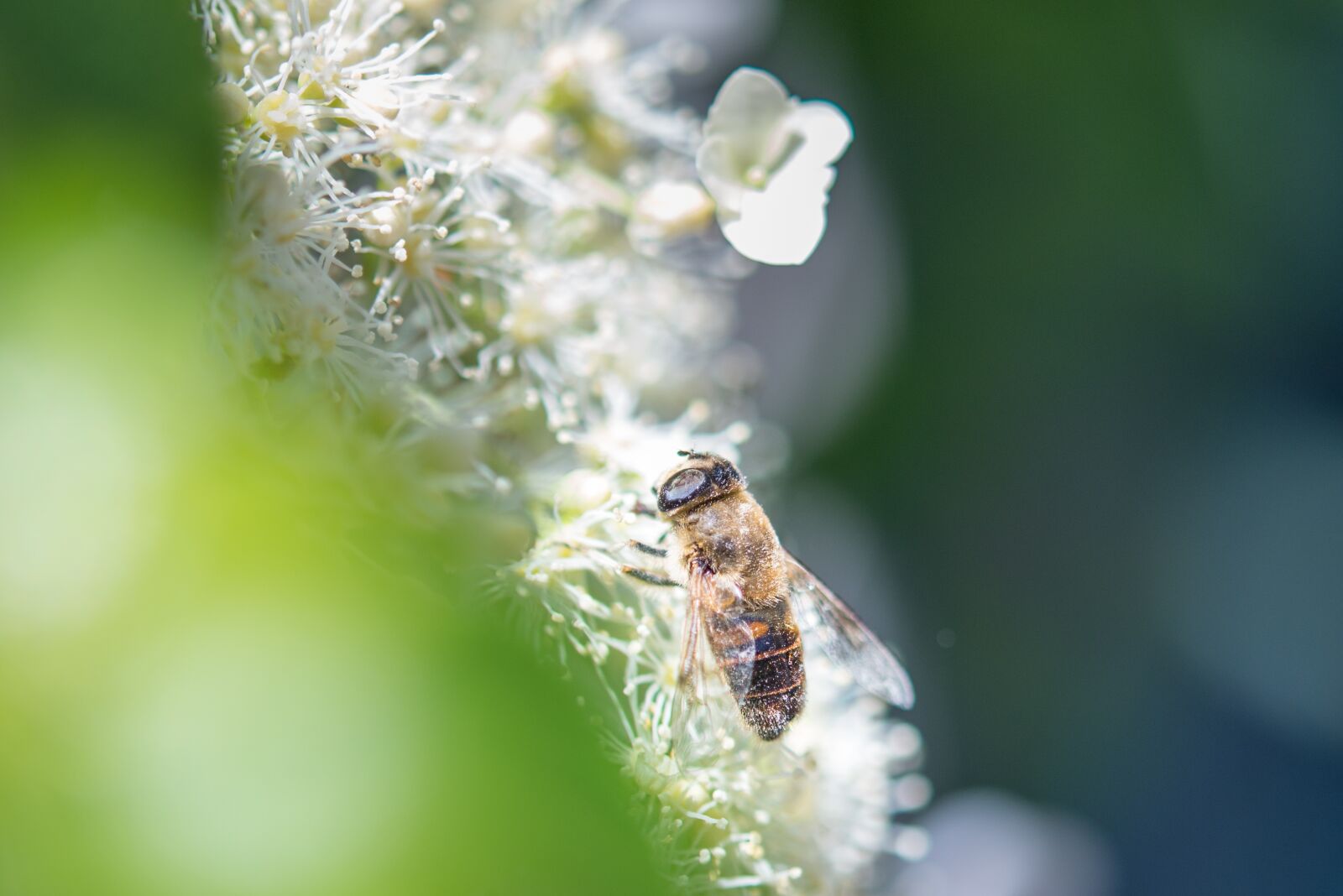 Nikon D600 sample photo. Insect, bee, wasp photography