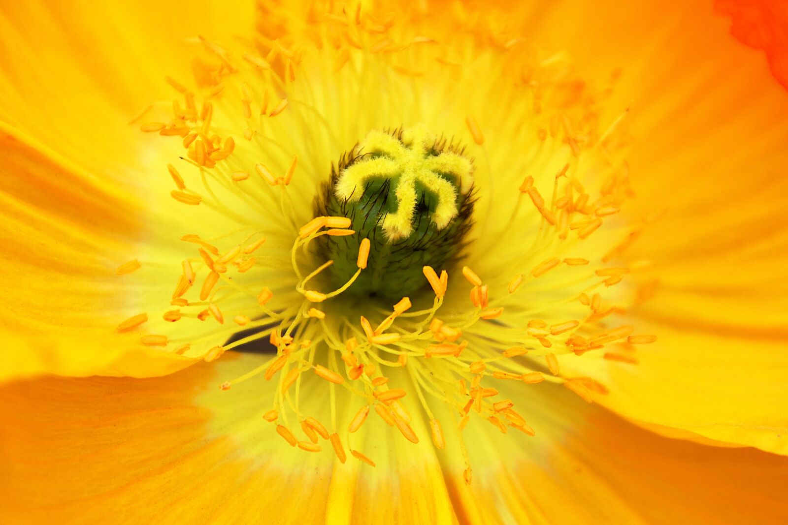 Canon EOS 800D (EOS Rebel T7i / EOS Kiss X9i) sample photo. Poppy, flowers, plants photography