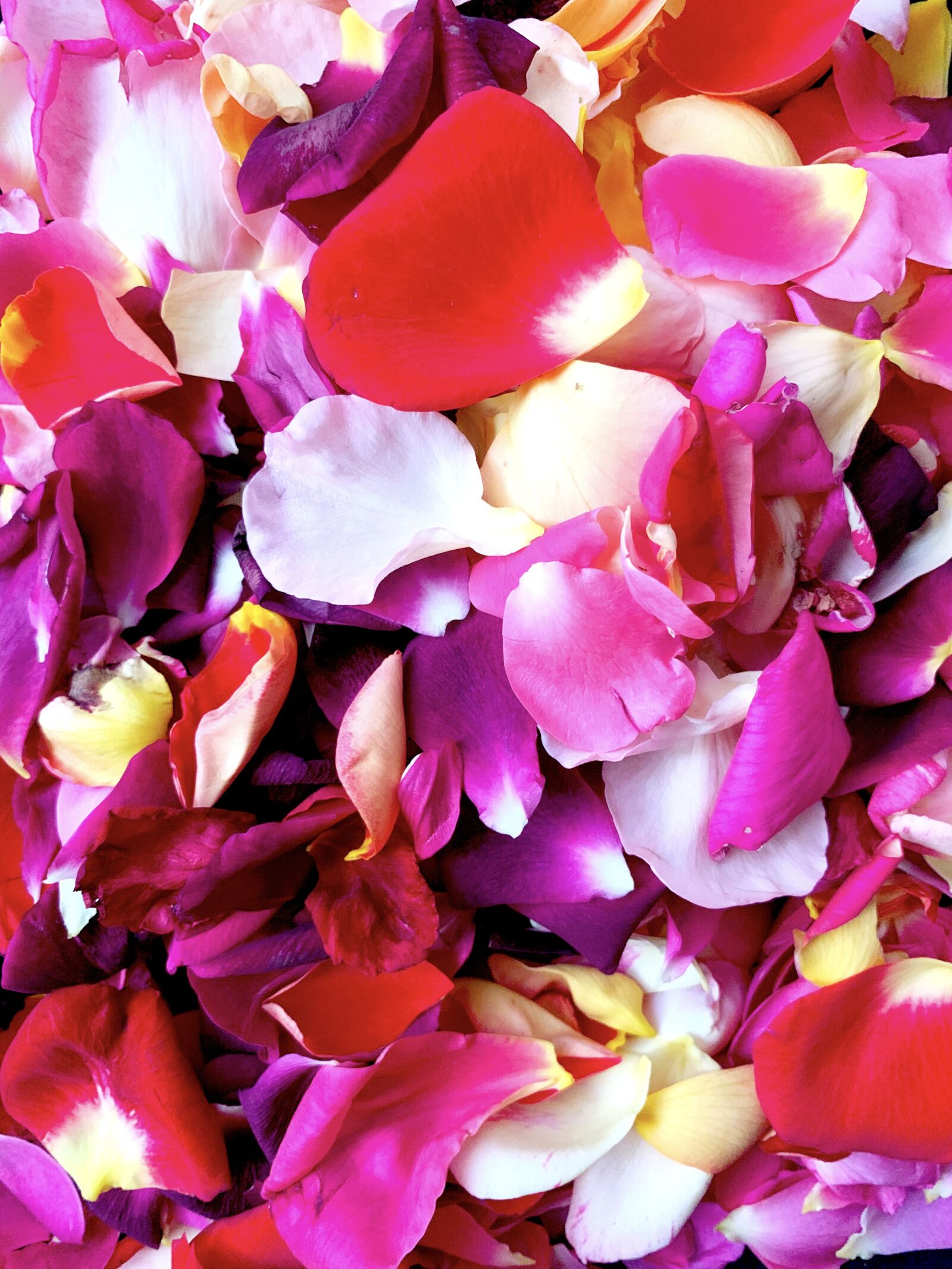 Apple iPhone XS sample photo. Petals, roses, wedding photography