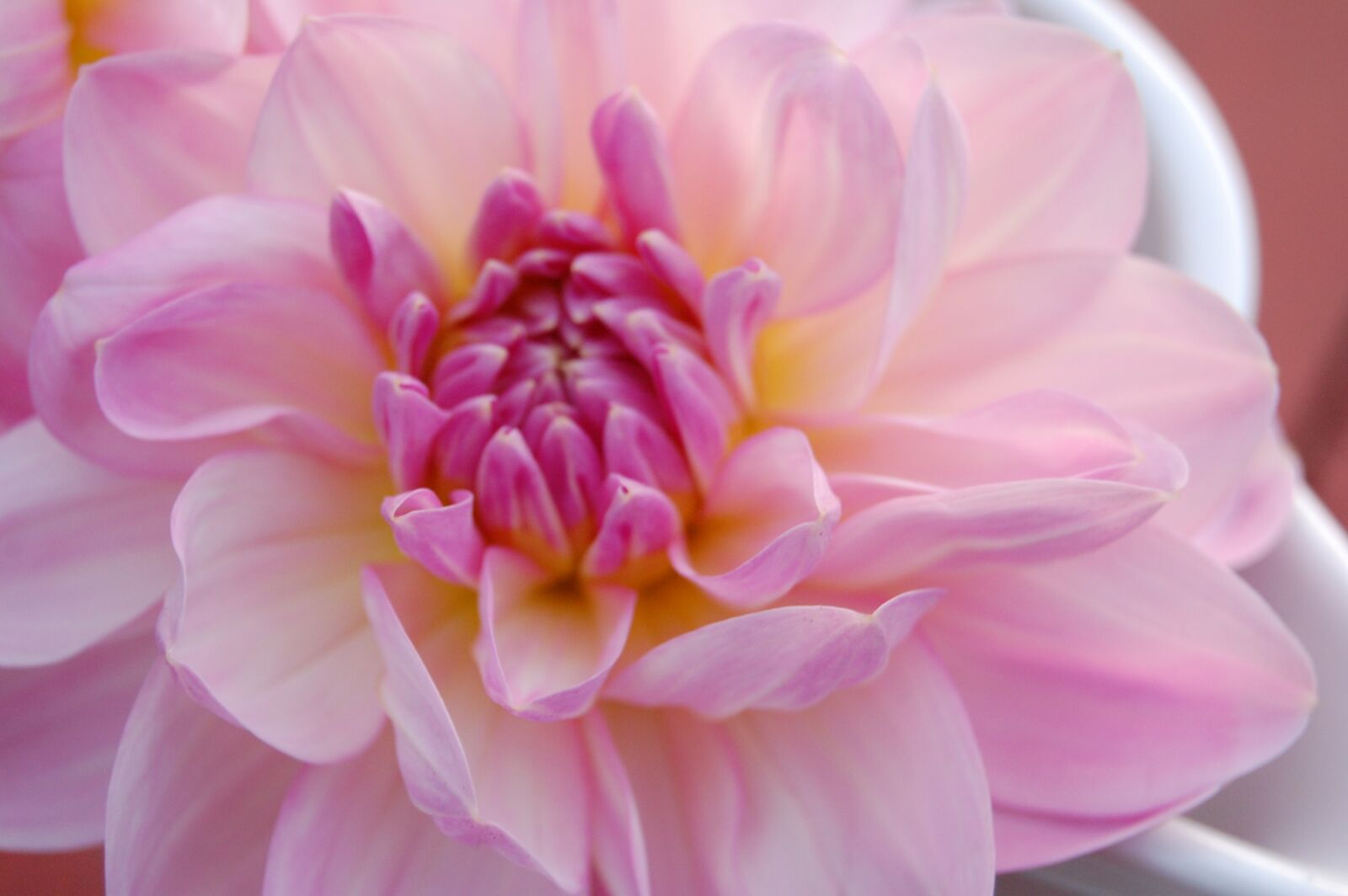 Nikon D40 sample photo. Dahlia, flower, dahlia garden photography