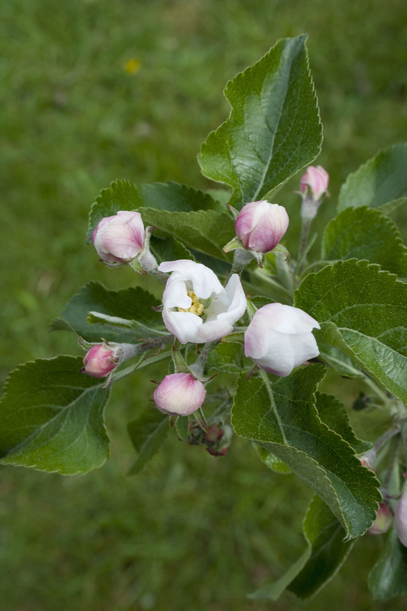Canon EOS 350D (EOS Digital Rebel XT / EOS Kiss Digital N) sample photo. Almond, flower, pink photography