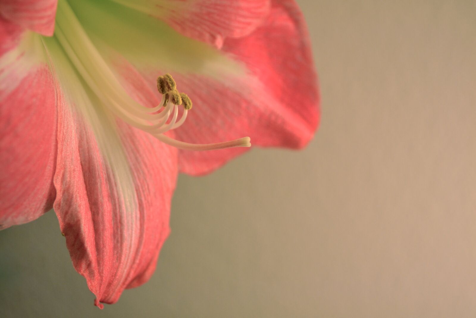 Nikon D3100 sample photo. Flower, nature photography