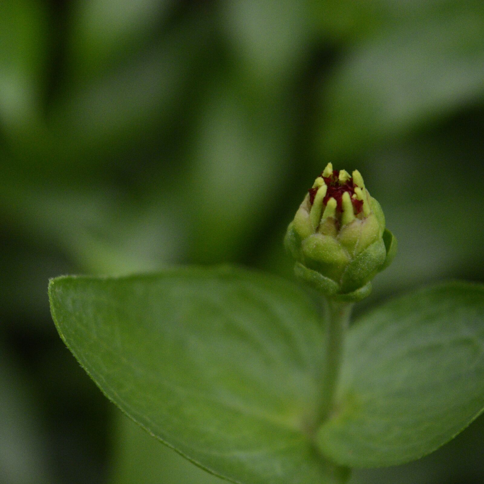 Nikon D5200 sample photo. Leaf, flower, nature photography