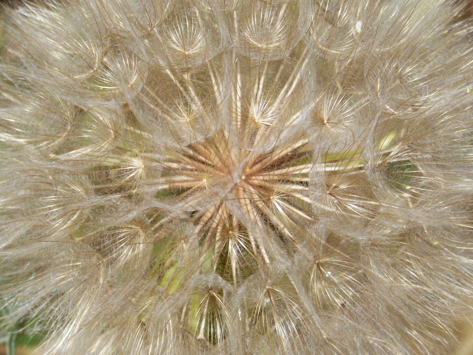Panasonic DMC-FZ62 sample photo. Dandelion, plant architecture, plant photography