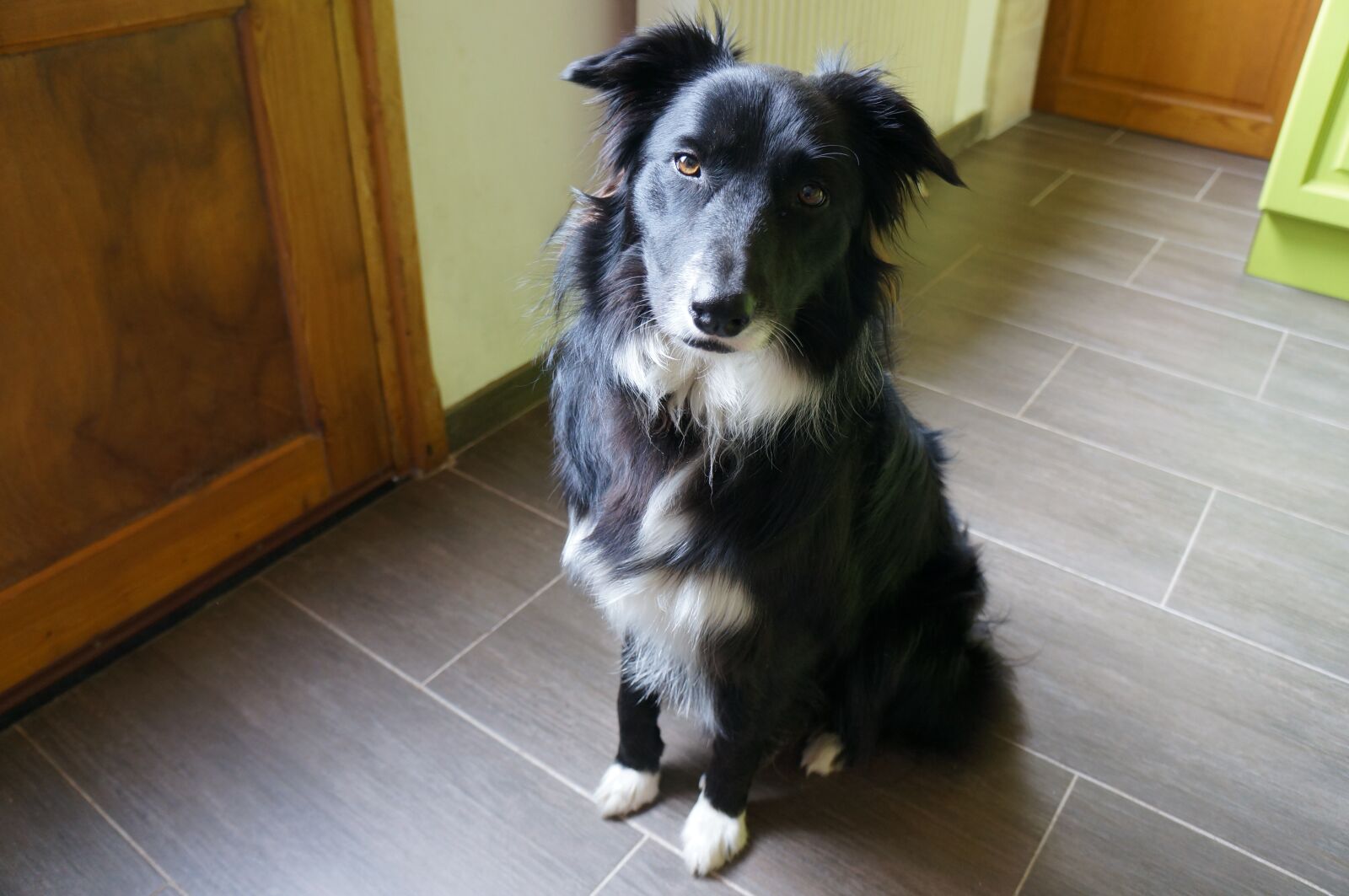 Sony Alpha NEX-5N sample photo. Dog, canine, domestic photography