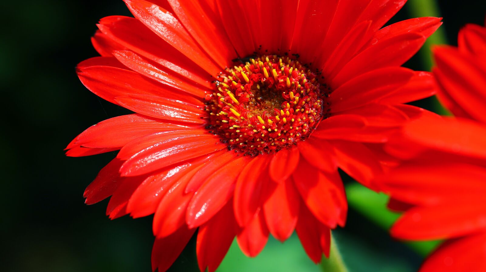 Canon EOS M50 (EOS Kiss M) sample photo. Gerbera, red, flower photography