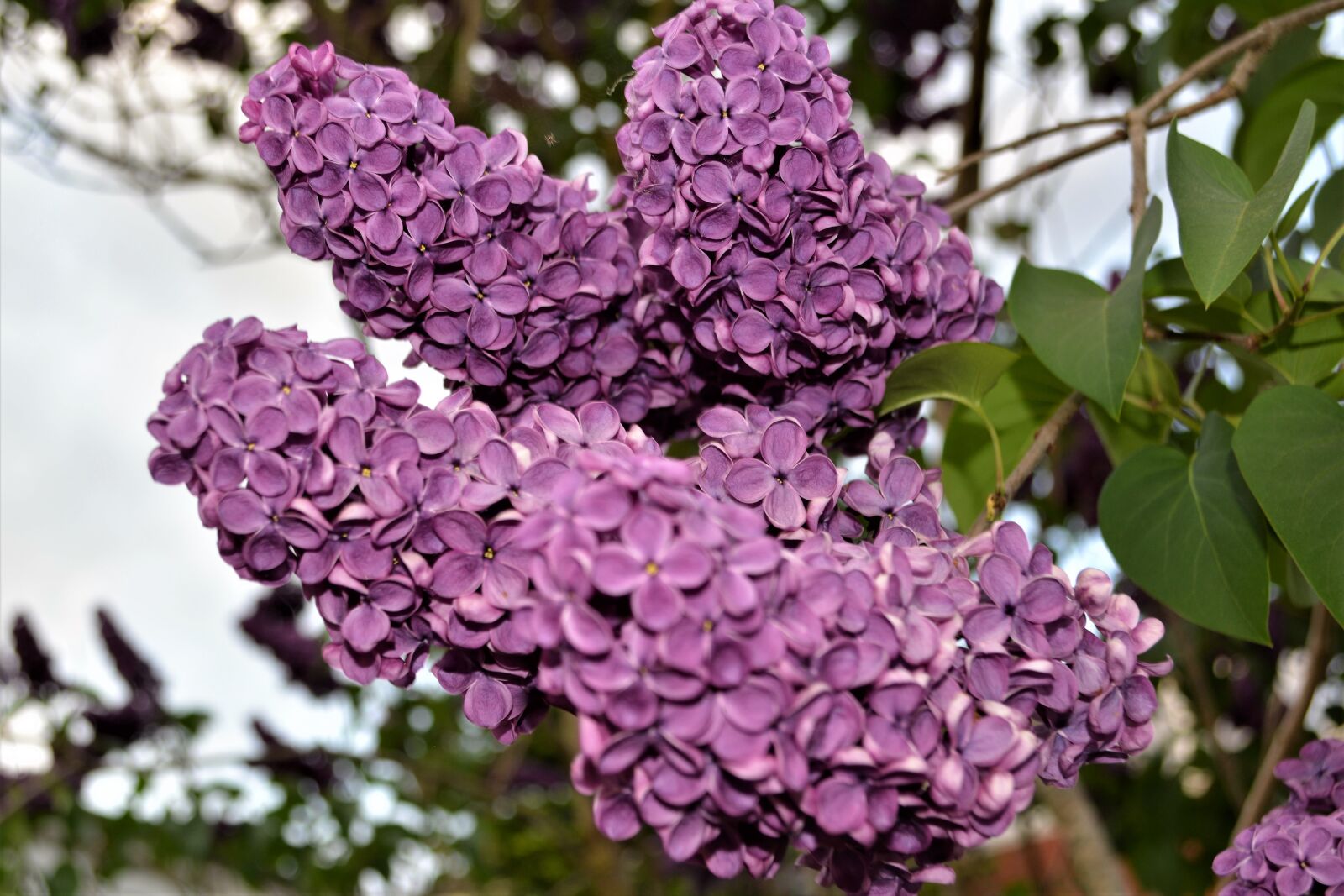 Nikon D5200 sample photo. Blossom, bloom, purple photography