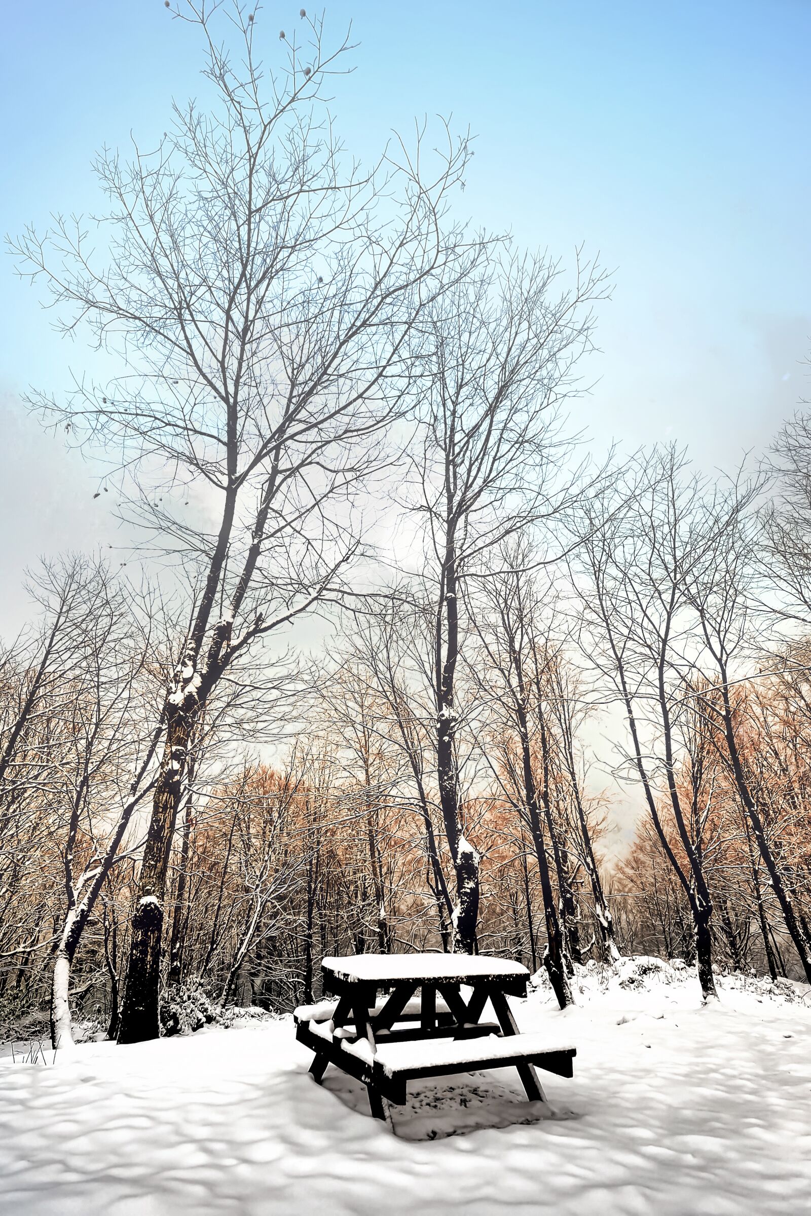 Nikon D700 sample photo. Snow, winter, tree photography
