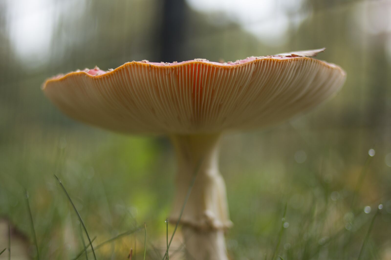 Canon EOS 70D sample photo. Mushroom, autumn, toxic photography