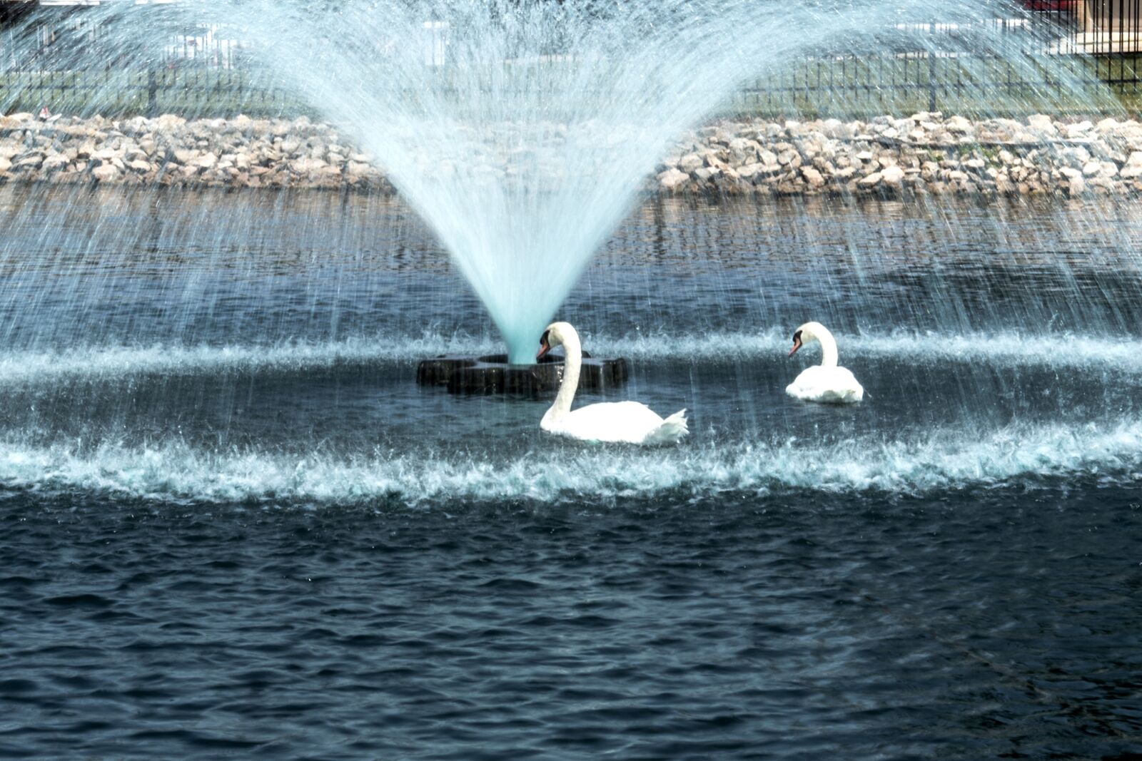 Nikon D750 sample photo. Swan, bird, water photography