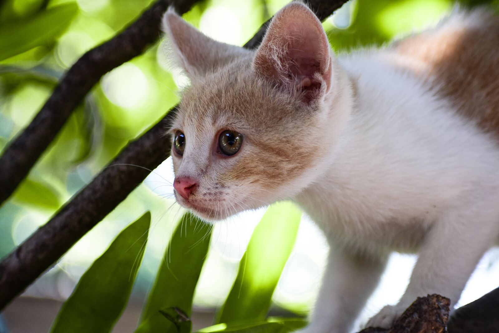 Nikon D3400 sample photo. Cat, kitty, kitten photography