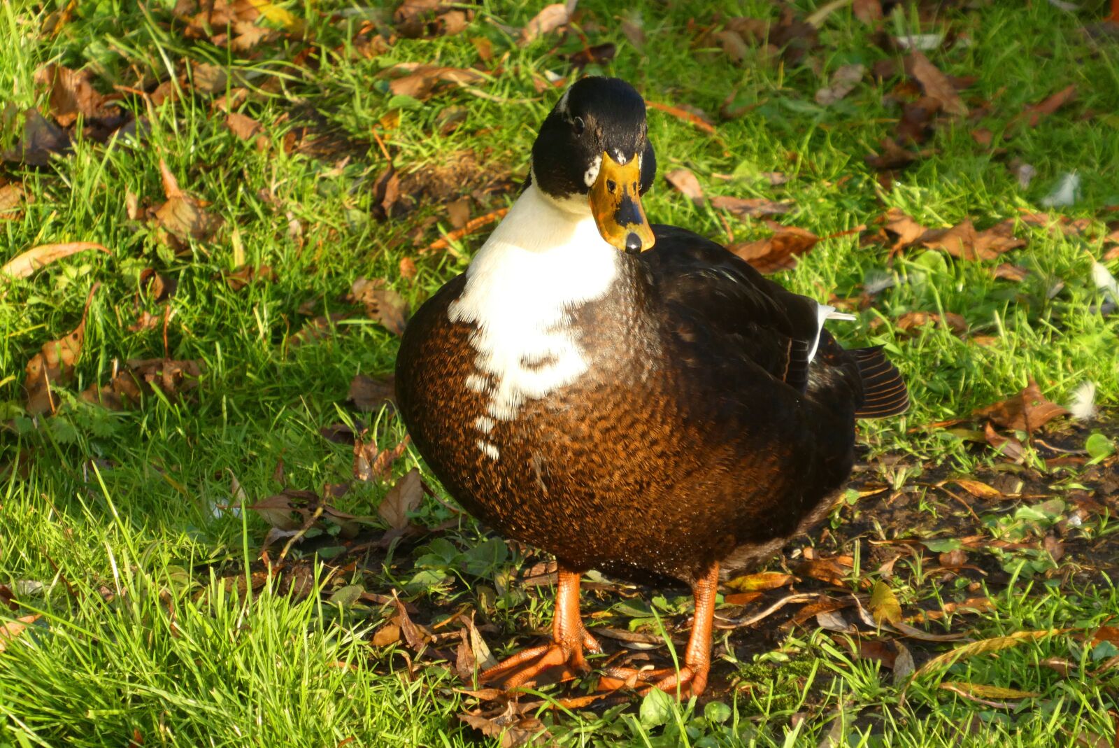 Panasonic Lumix DC-ZS70 (Lumix DC-TZ90) sample photo. Duck, head, beak photography