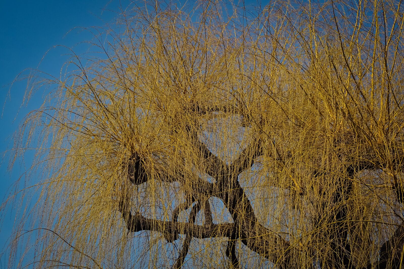 Olympus OM-D E-M10 sample photo. Nature, tree, sky photography