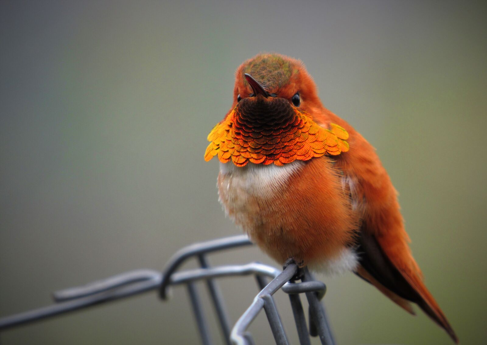 Canon PowerShot SX530 HS sample photo. Rufous, hummingbird, humming photography