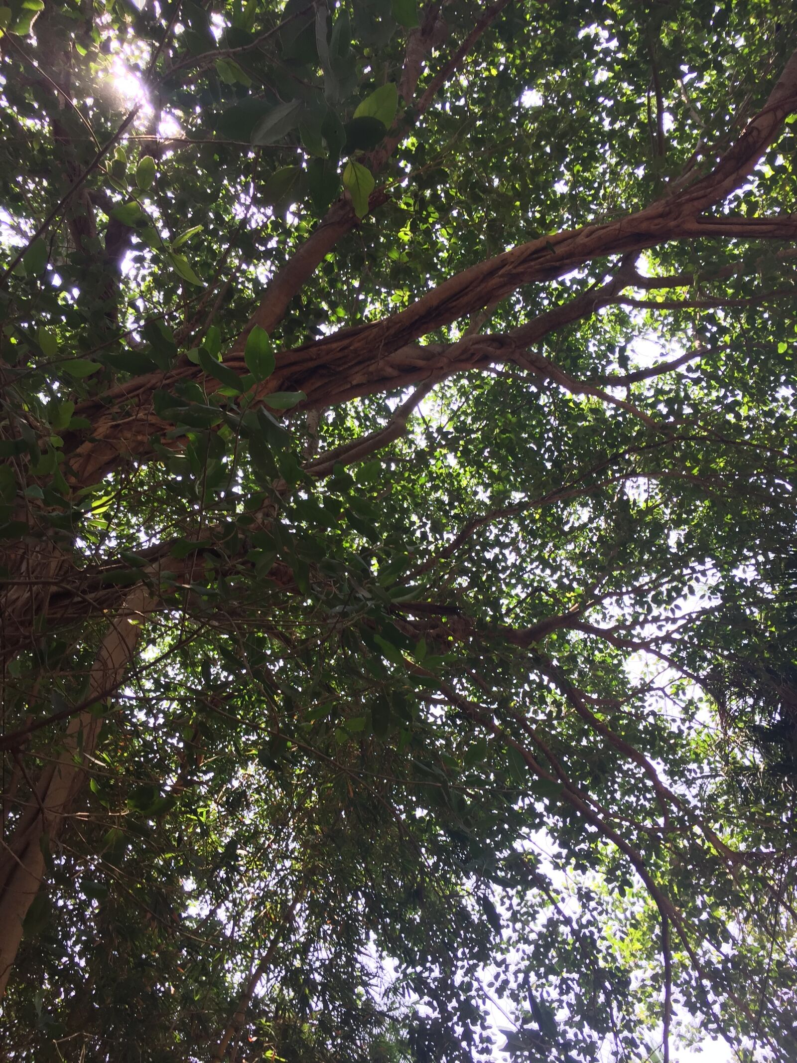 iPhone 6 back camera 4.15mm f/2.2 sample photo. Shade, under, the, sun photography