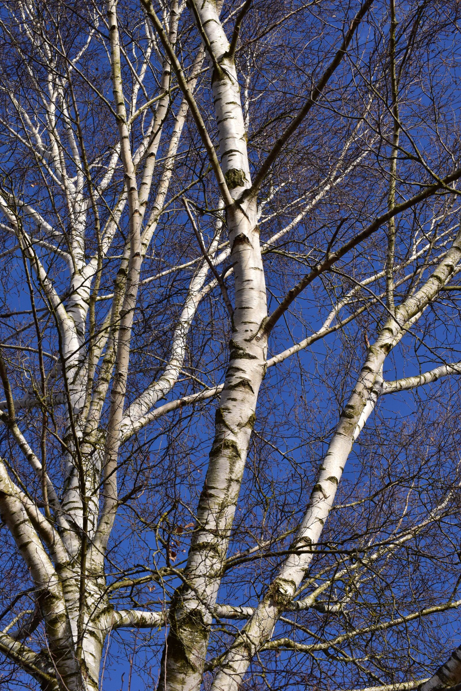 Nikon D3300 sample photo. Birch, winter, kahl photography