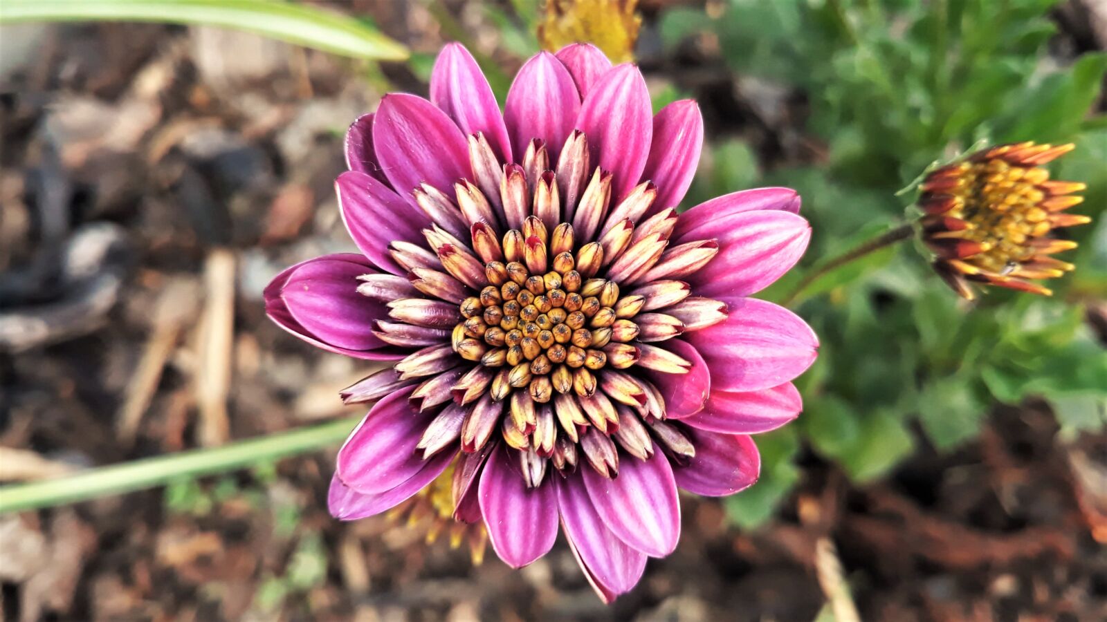 Samsung Galaxy J5 sample photo. Osteospermum, flower, nature photography