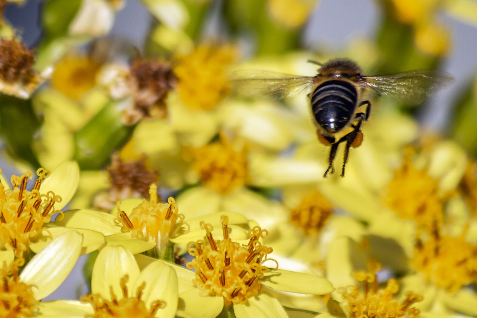 Nikon D3300 sample photo. Flowers, bee, insects photography