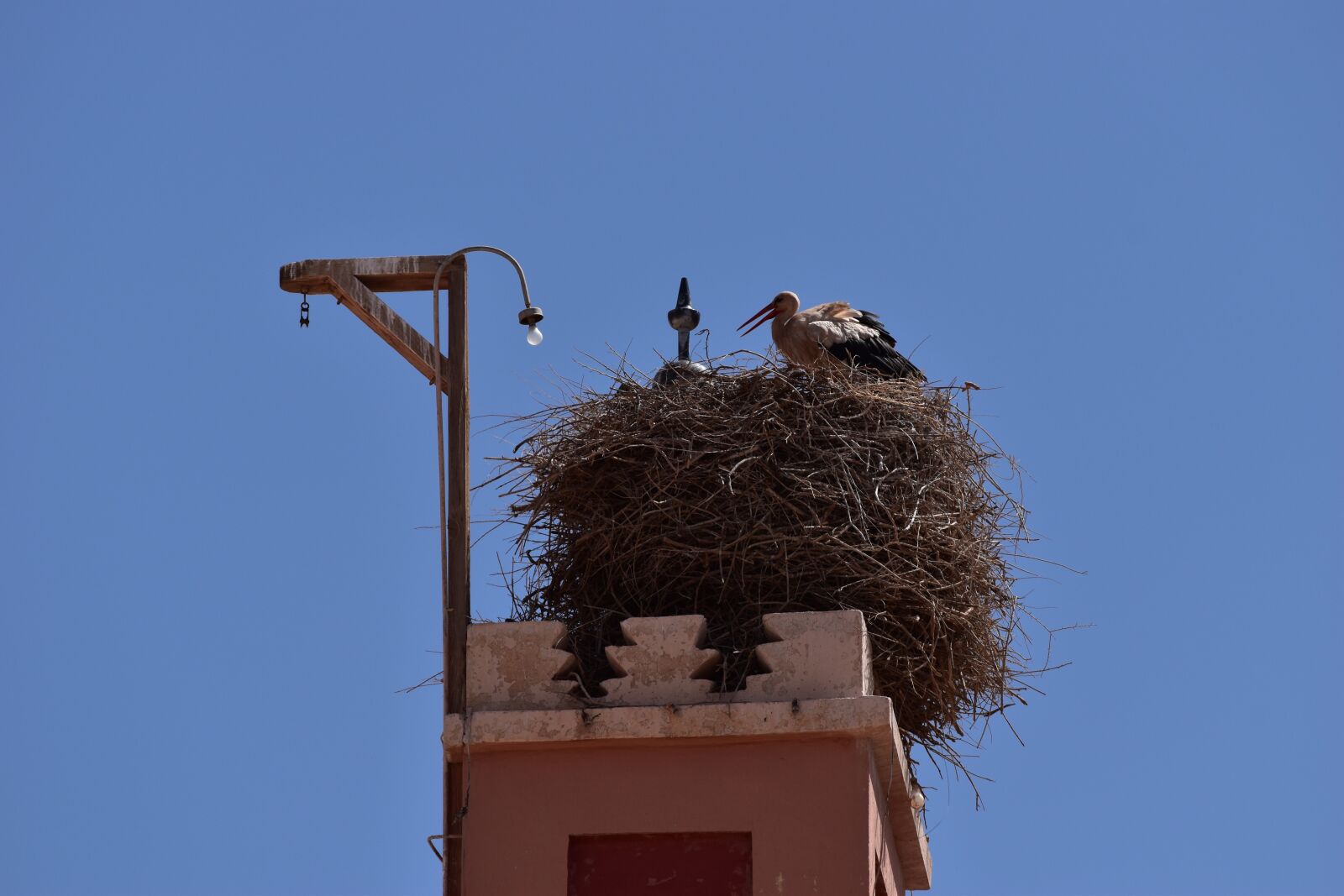 Nikon D5500 sample photo. Stork, nature, nest photography