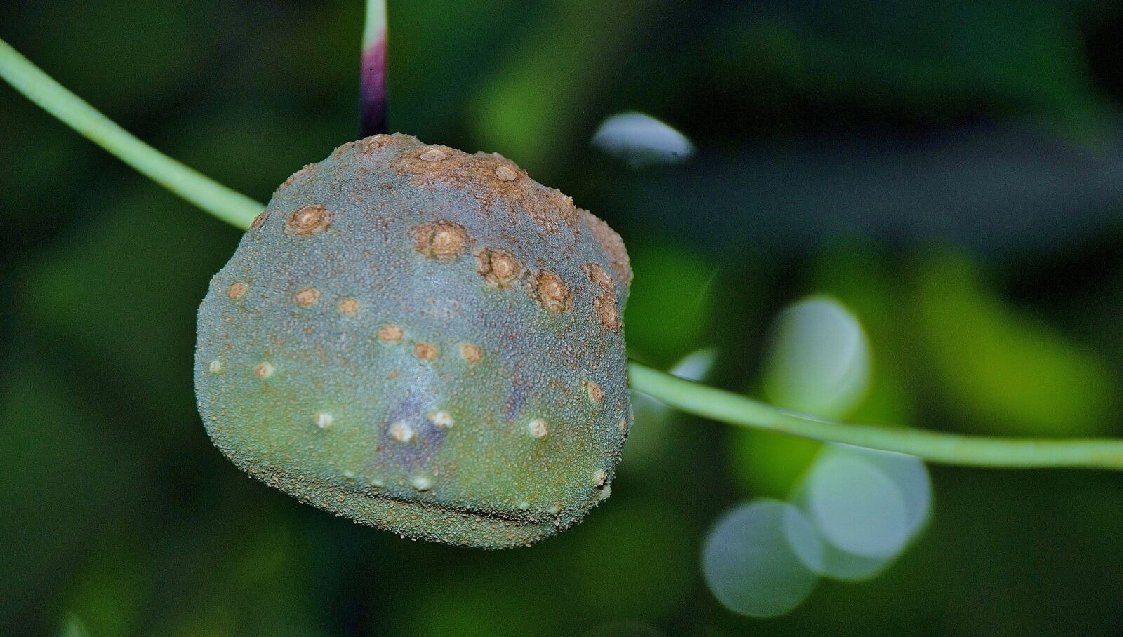 Nikon D80 sample photo. Tree, fruits, nature photography
