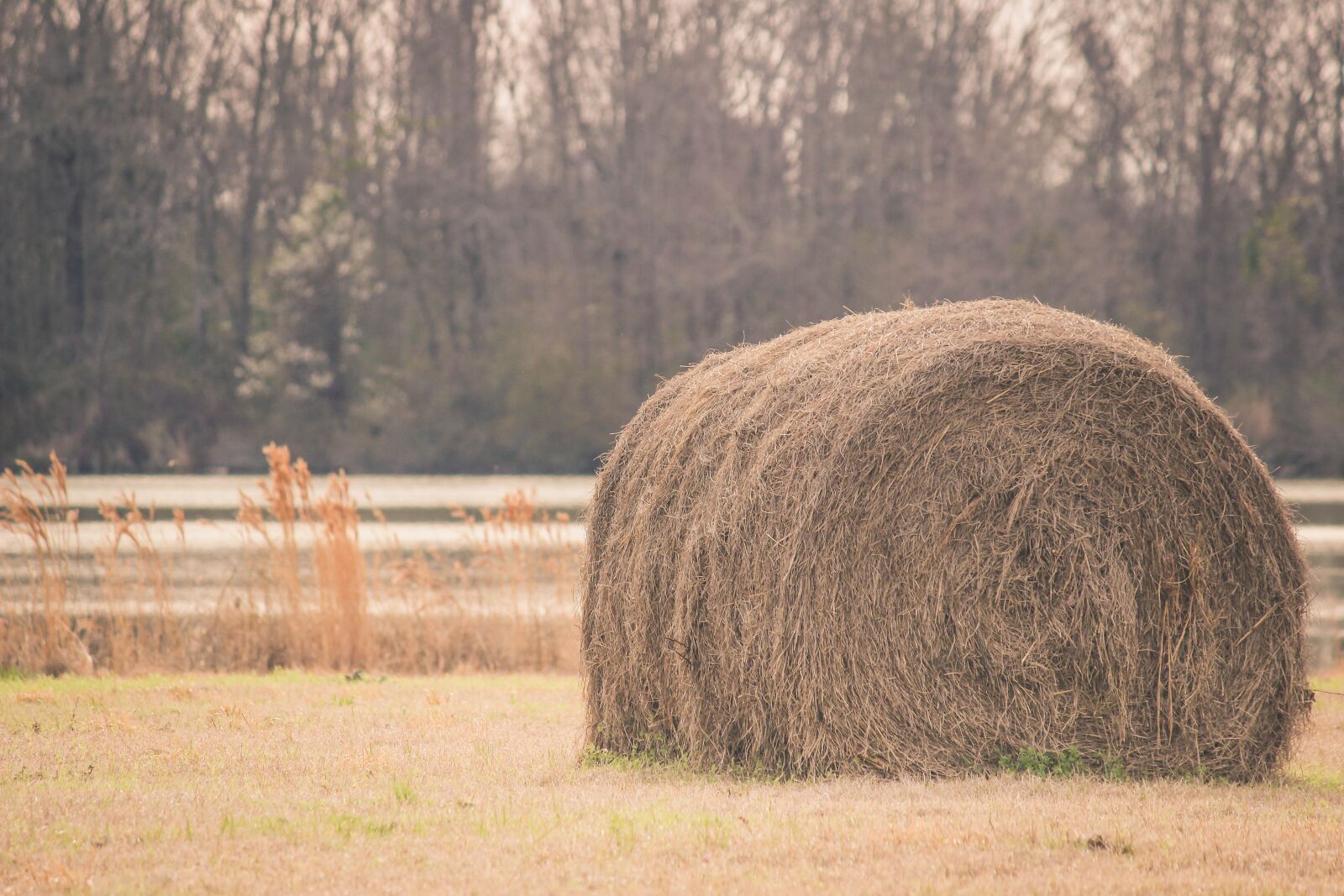 Canon EOS 600D (Rebel EOS T3i / EOS Kiss X5) sample photo. Countryside, farm, farming photography